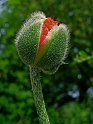 Blume  PICT 1771_Bildgröße ändern